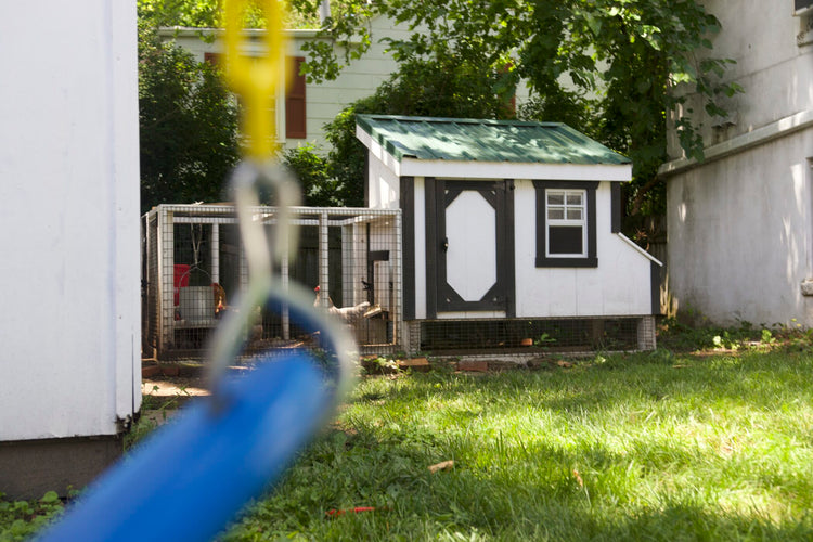 The Jankaitis Family’s Chicken Coop in Riverton NJ