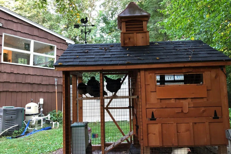 Pattya’s Chicken Coop in Connecticut