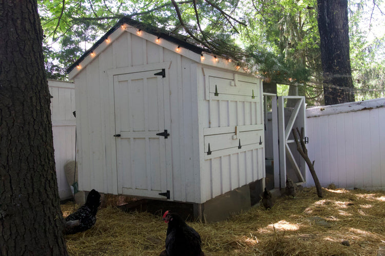 Suzanne’s Chicken Coop With Automatic Door